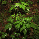 Sivun Spuriopimpinella calycina (Maxim.) Kitag. kuva