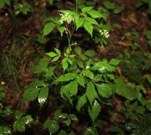 Imagem de Spuriopimpinella calycina (Maxim.) Kitag.