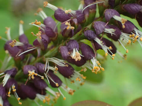 Imagem de Amorpha glabra Poir.