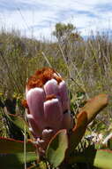 Imagem de Protea speciosa (L.) L.