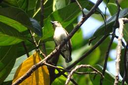 Image of Nilgiri Flowerpecker