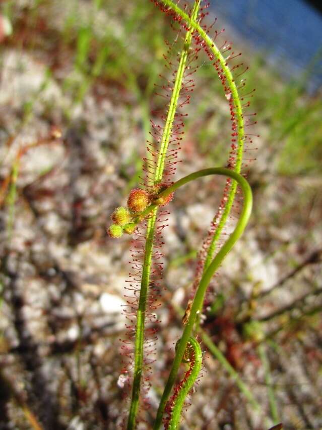 Image de Drosera filiformis Raf.