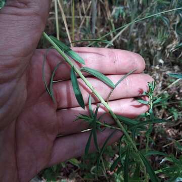 Image of Euphorbia esuliformis S. Schauer