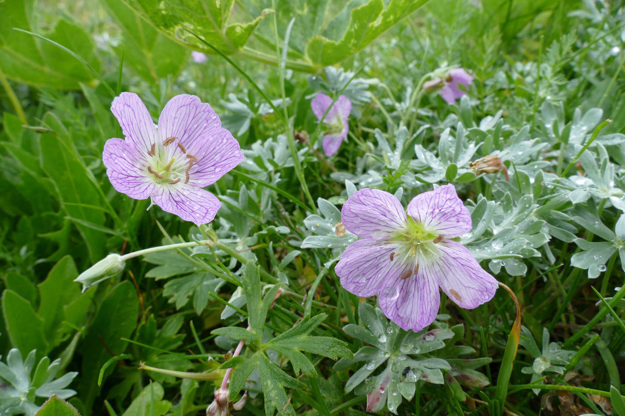 Image of silvery cranesbill