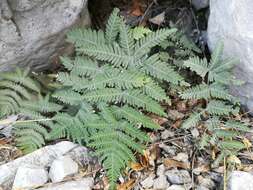 Image of Copeland's cloak fern