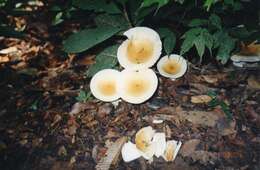 Image of Amanita aporema Boedijn 1951