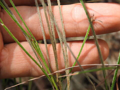 Image of Tricoryne muricata Baker