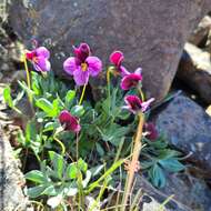 Image of Rainier Violet