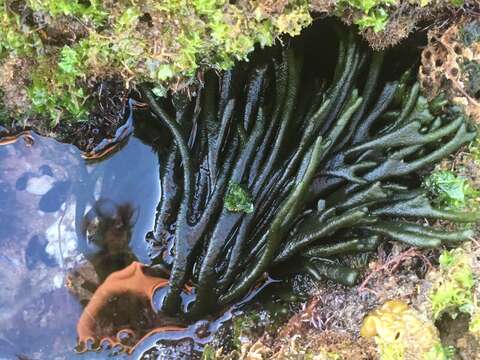 Image of Codium decorticatum