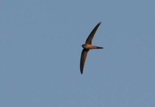 Image of Palm swift