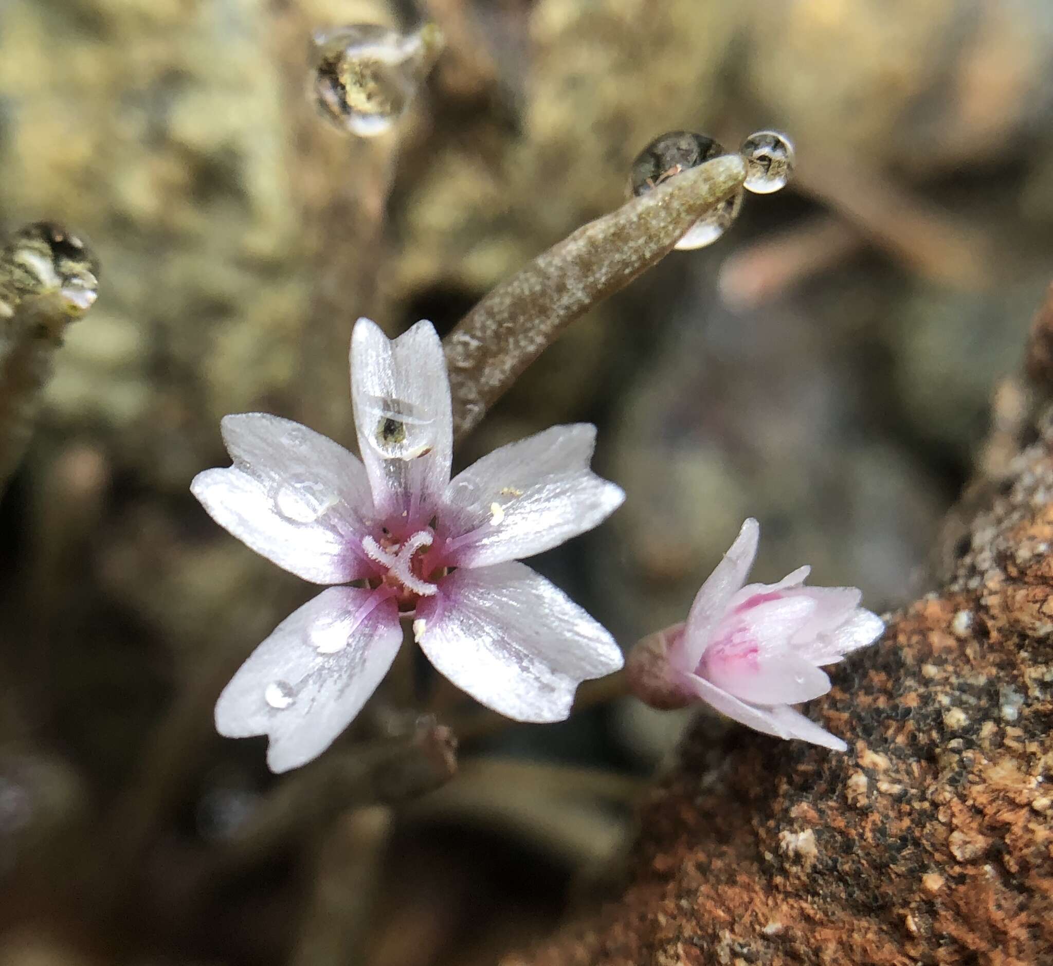 Image of gypsum springbeauty