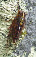 Image of variable cicada