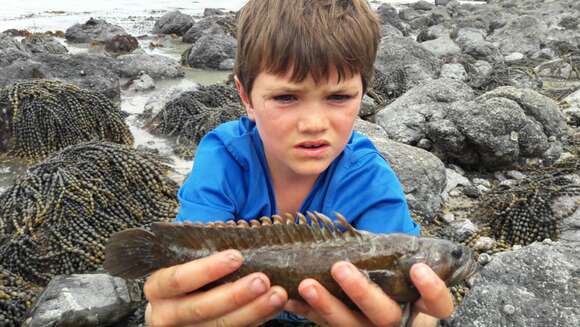 Image of Stout rockfish