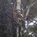 Imagem de Accipiter gentilis atricapillus (Wilson & A 1812)