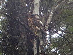 Imagem de Accipiter gentilis atricapillus (Wilson & A 1812)