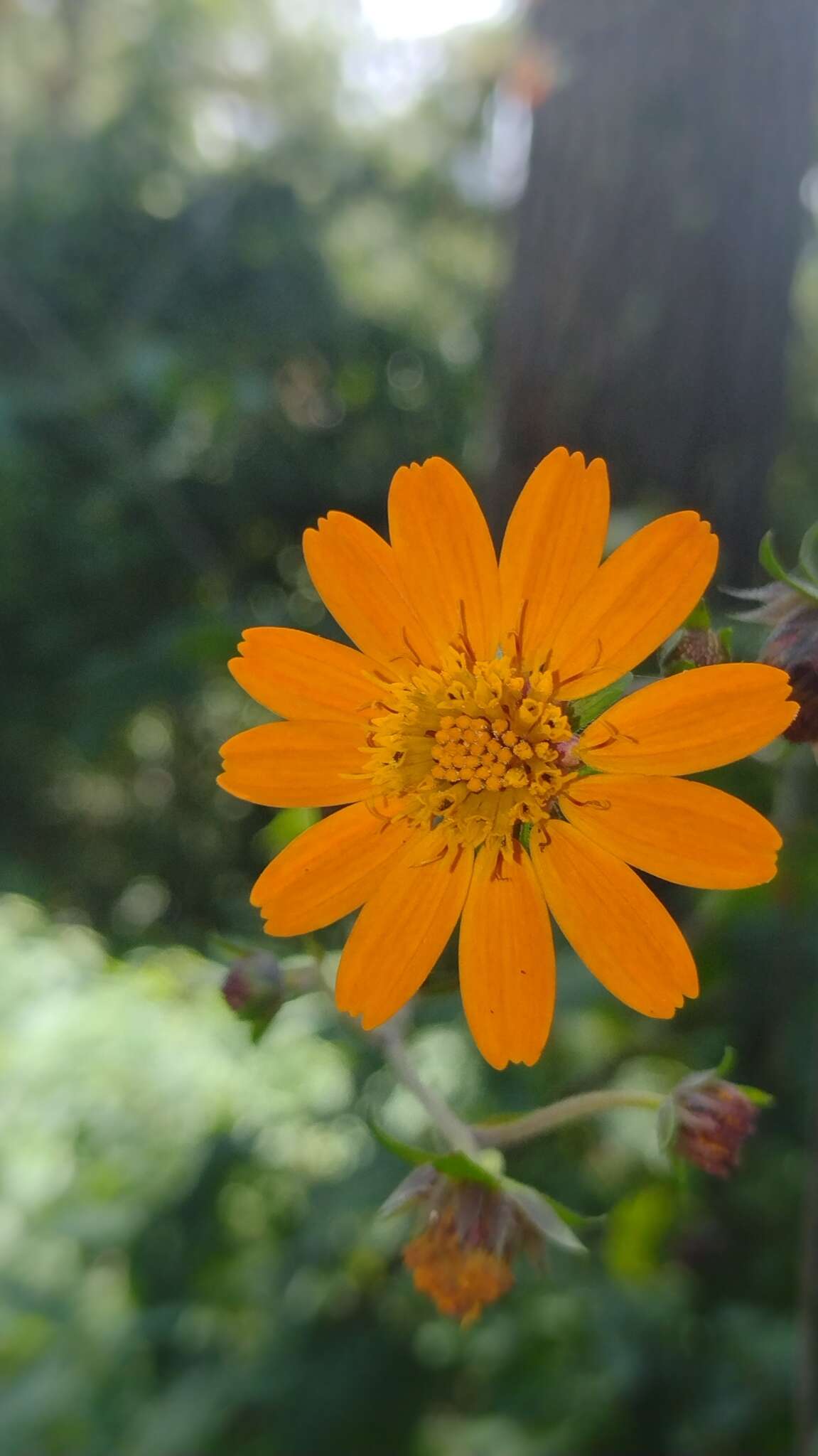 Image of Smallanthus oaxacanus (Sch. Bip. ex Klatt) H. Rob.