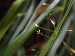 Image of Hawaii Blue Grass