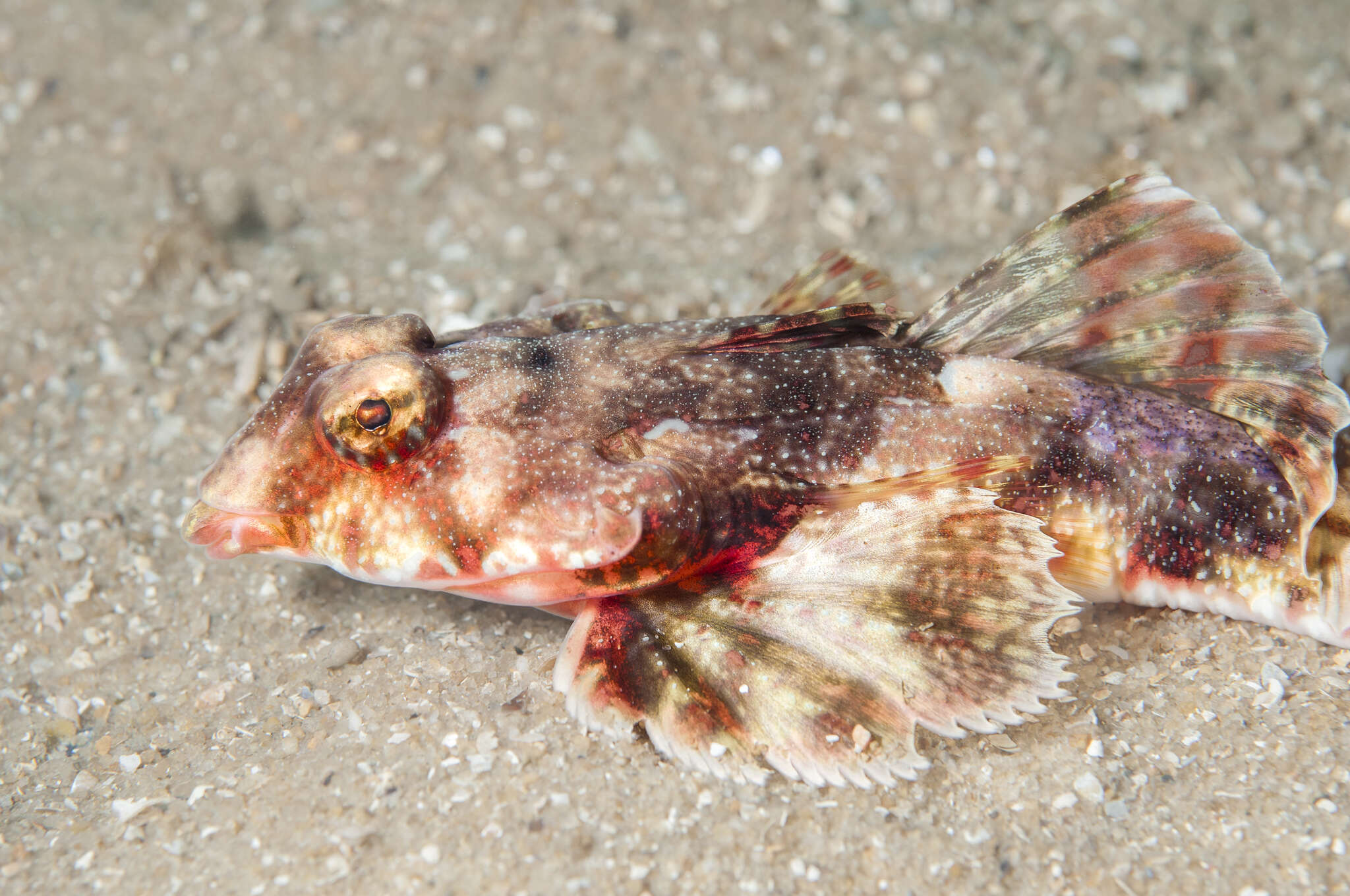 Image of Common stinkfish