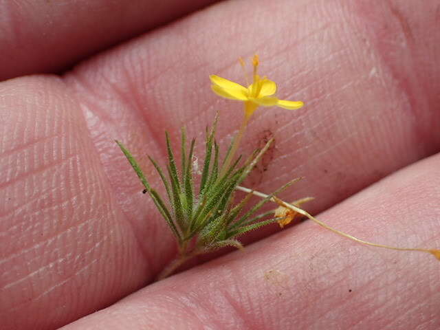 Image of bristly linanthus