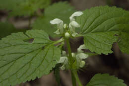 Imagem de Lamium album subsp. barbatum (Siebold & Zucc.) Mennema