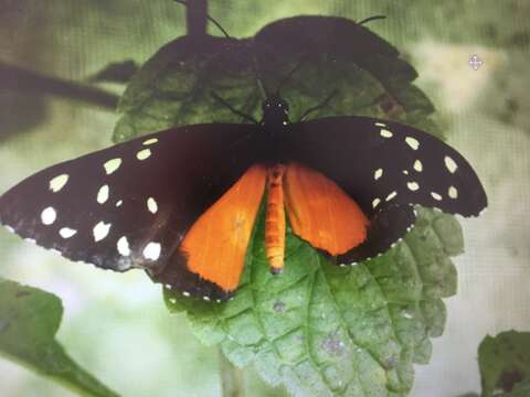 Image de Tithorea tarricina pinthias Godman & Salvin 1878