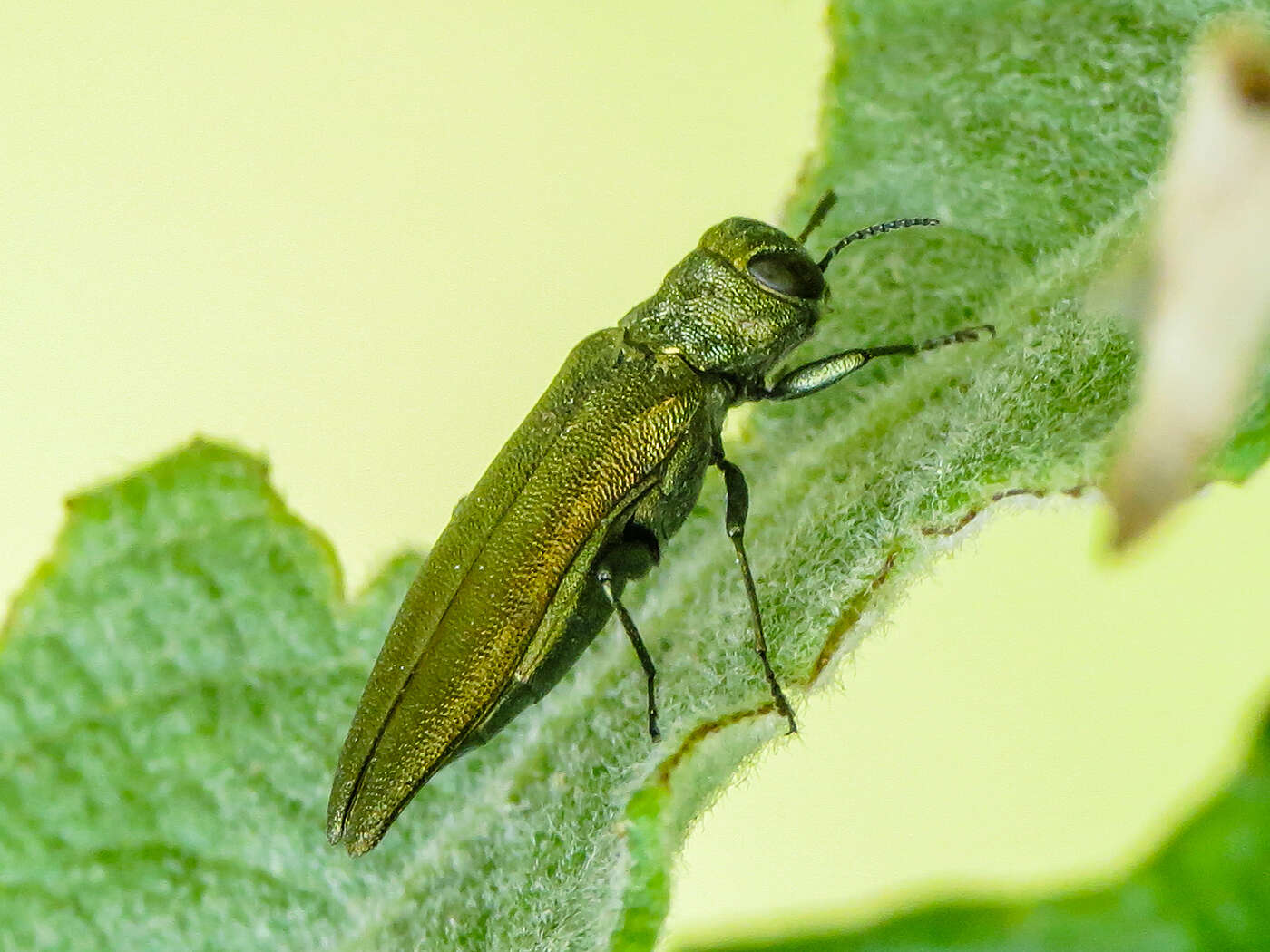 صورة Agrilus viridis (Linnaeus 1758)