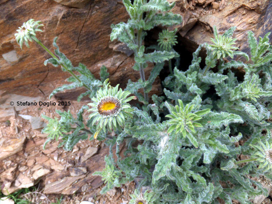 Image of Pulicaria mauritanica Coss.