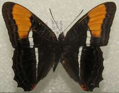 Image of Adelpha donysa