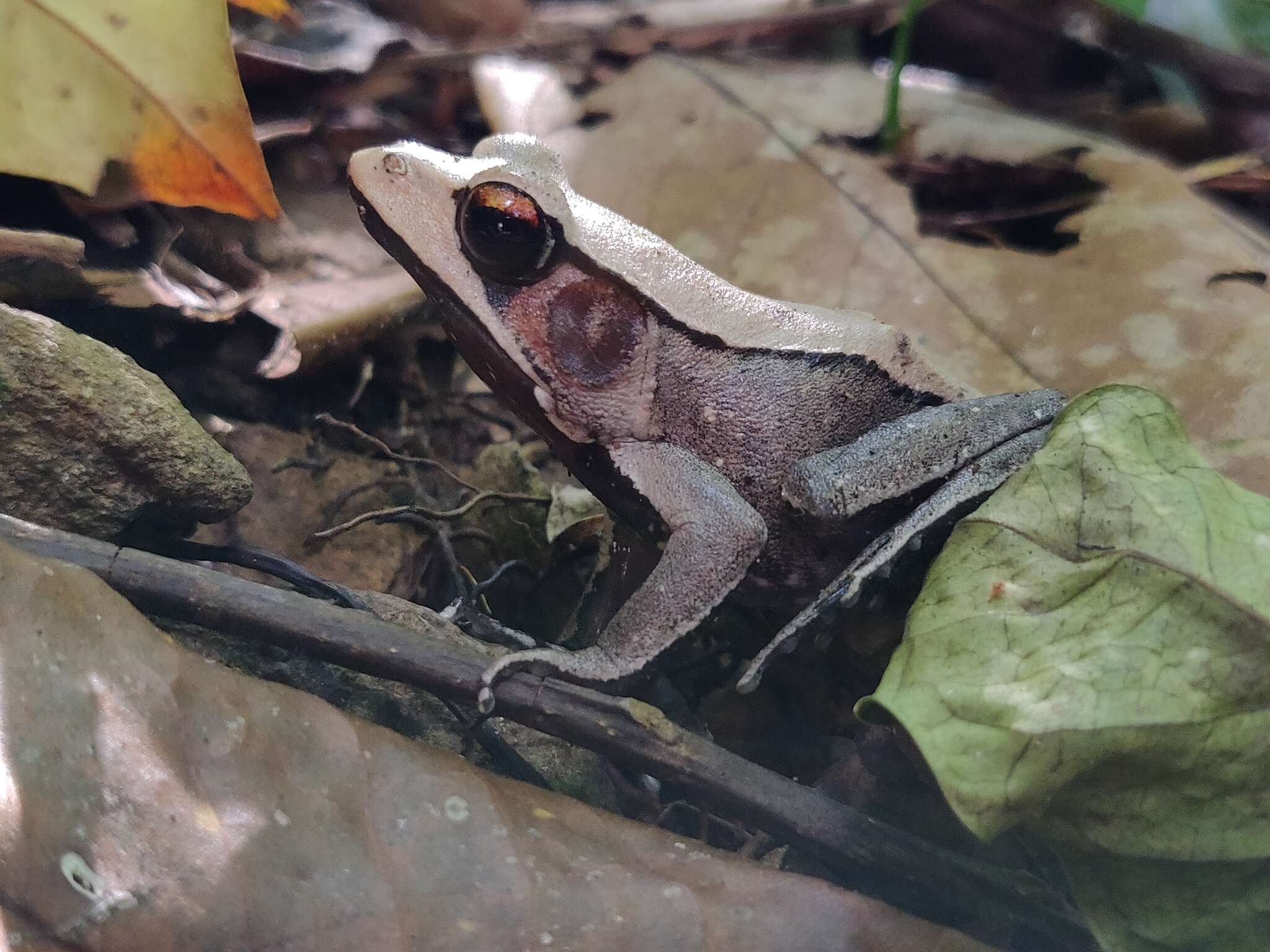 Image of Bicolored frog