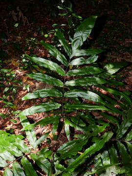 Image of Incised Halberd Fern