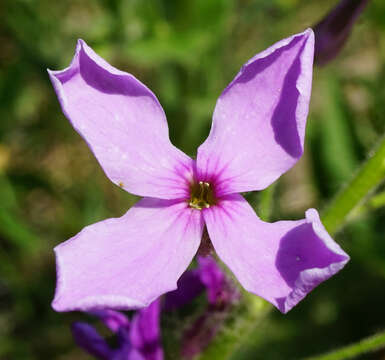 Imagem de Hesperis sylvestris Crantz