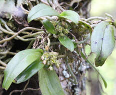 Plancia ëd Drymoanthus adversus (Hook. fil.) Dockrill