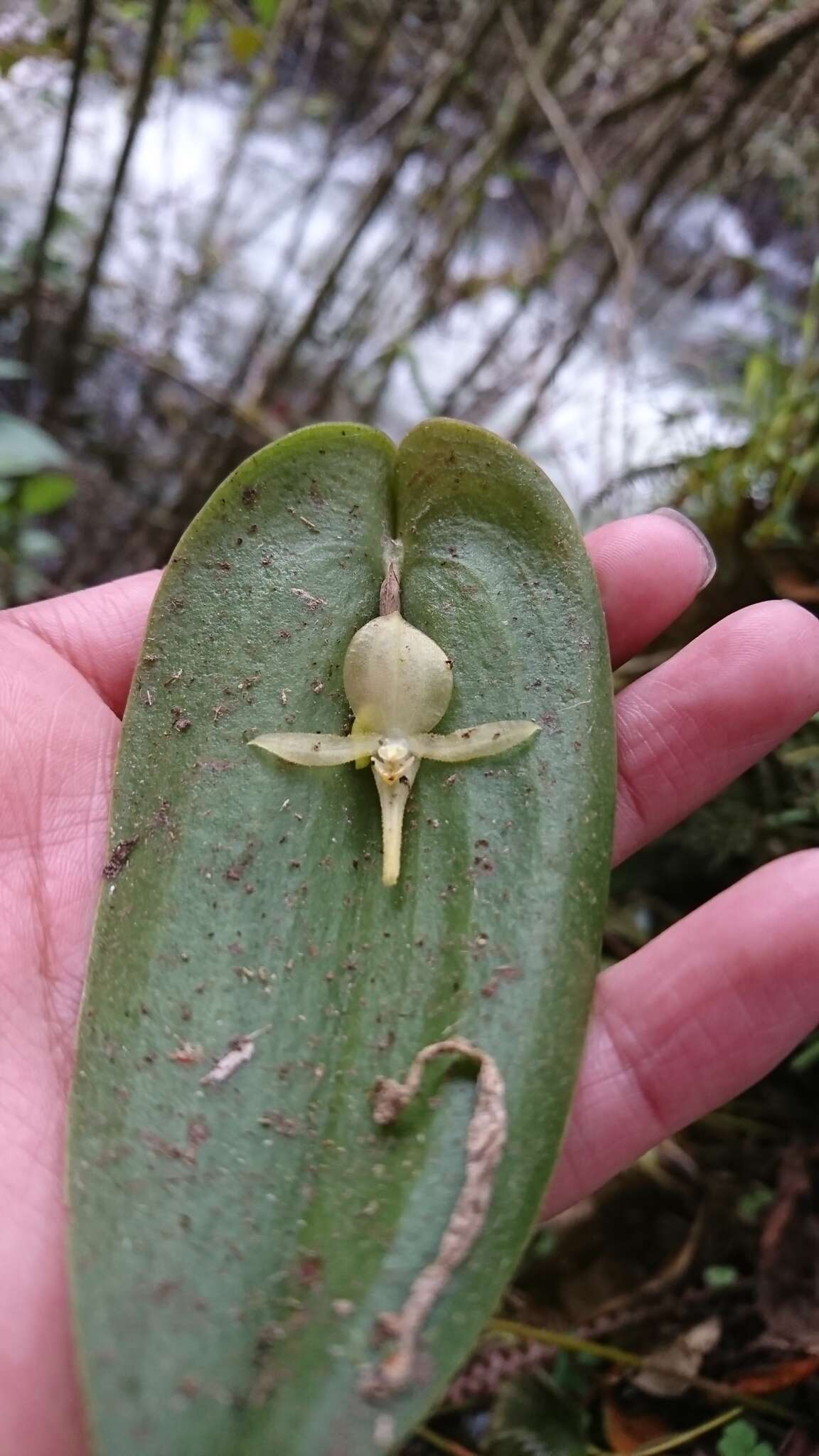 Imagem de Pleurothallis apopsis Luer