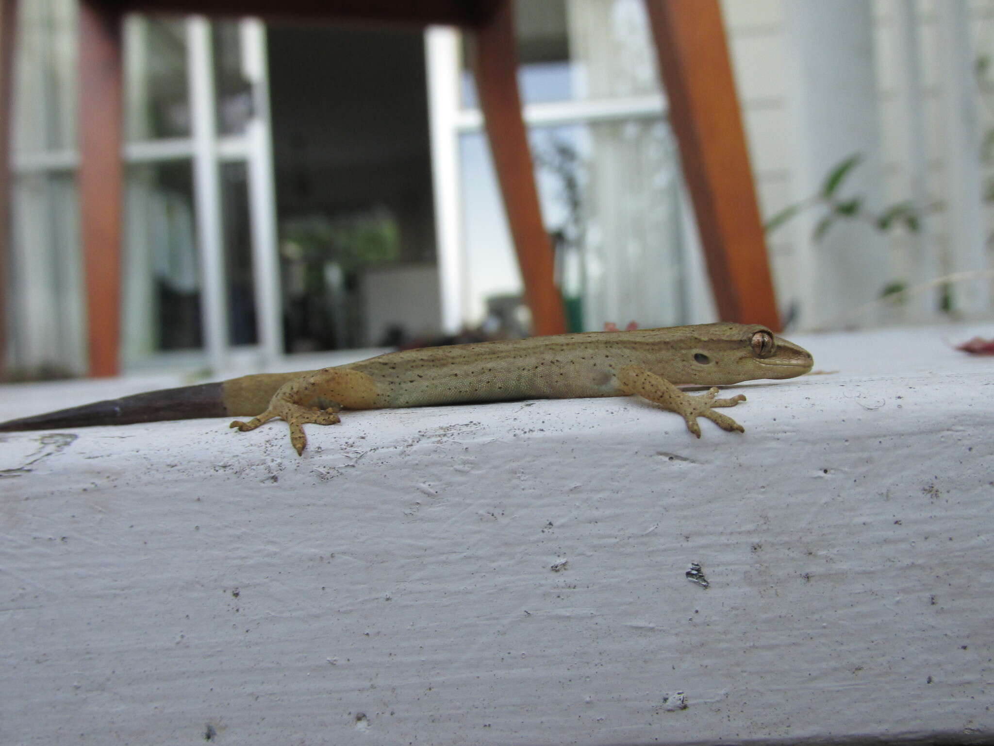 Image of Gold-striped Gecko