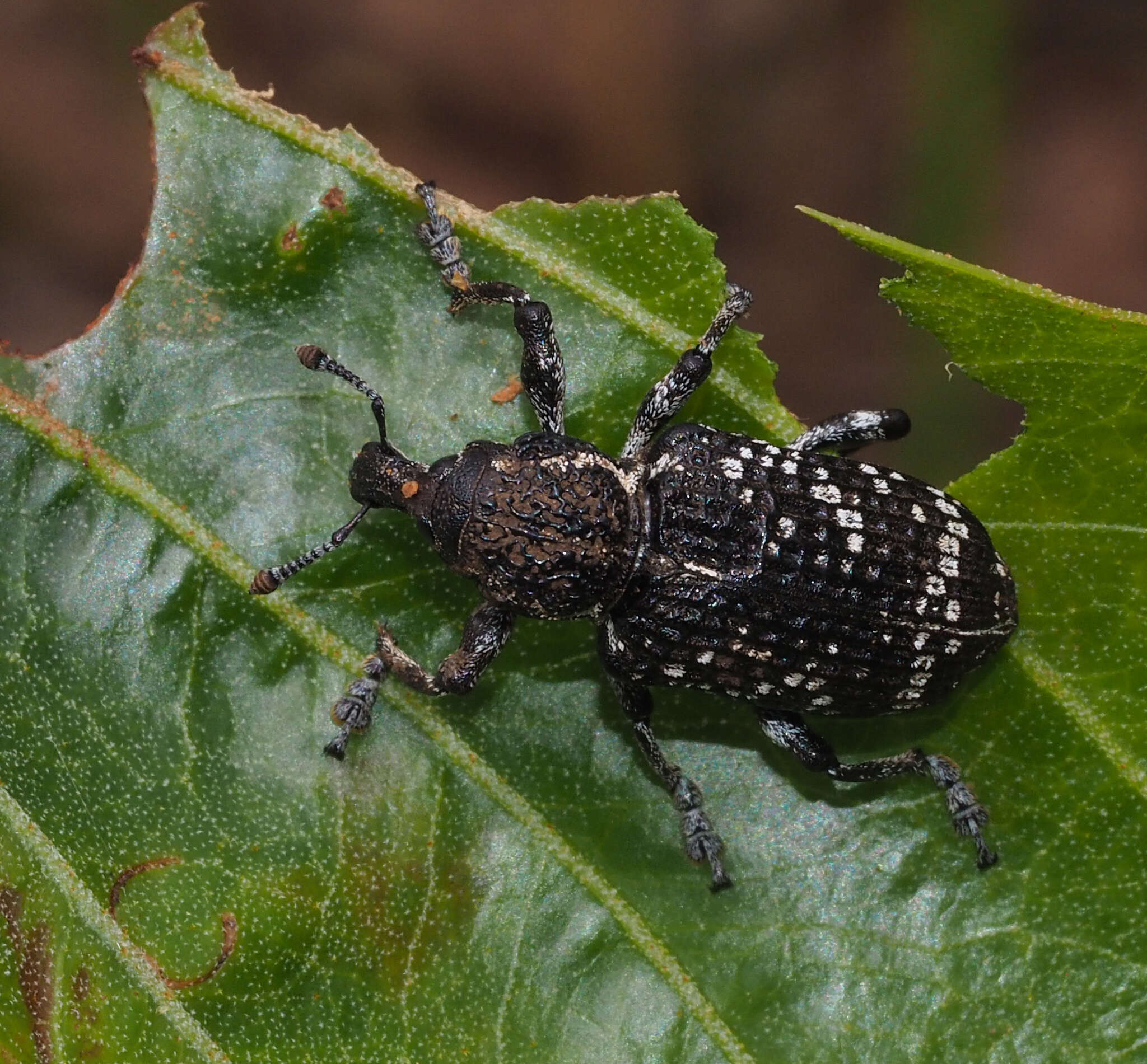 Image of Chrysolopus spectabilis (Fabricius & J. C. 1775)