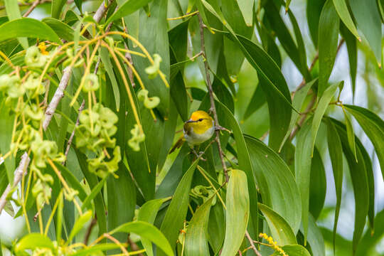 Image of Yellow-ringed White-eye