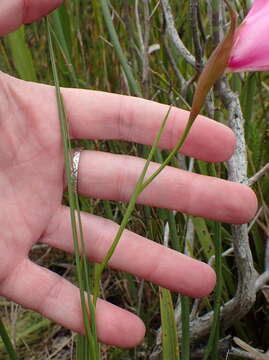 Image of Gladiolus ornatus Klatt