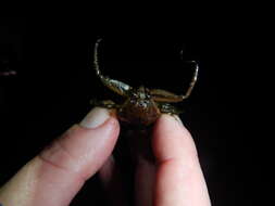 Image of Giant Water Bug