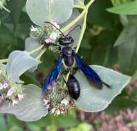 Image of Mud dauber