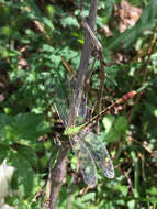 Image of Erpetogomphus bothrops Garrison 1994