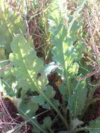 Image of Senecio hastatus L.