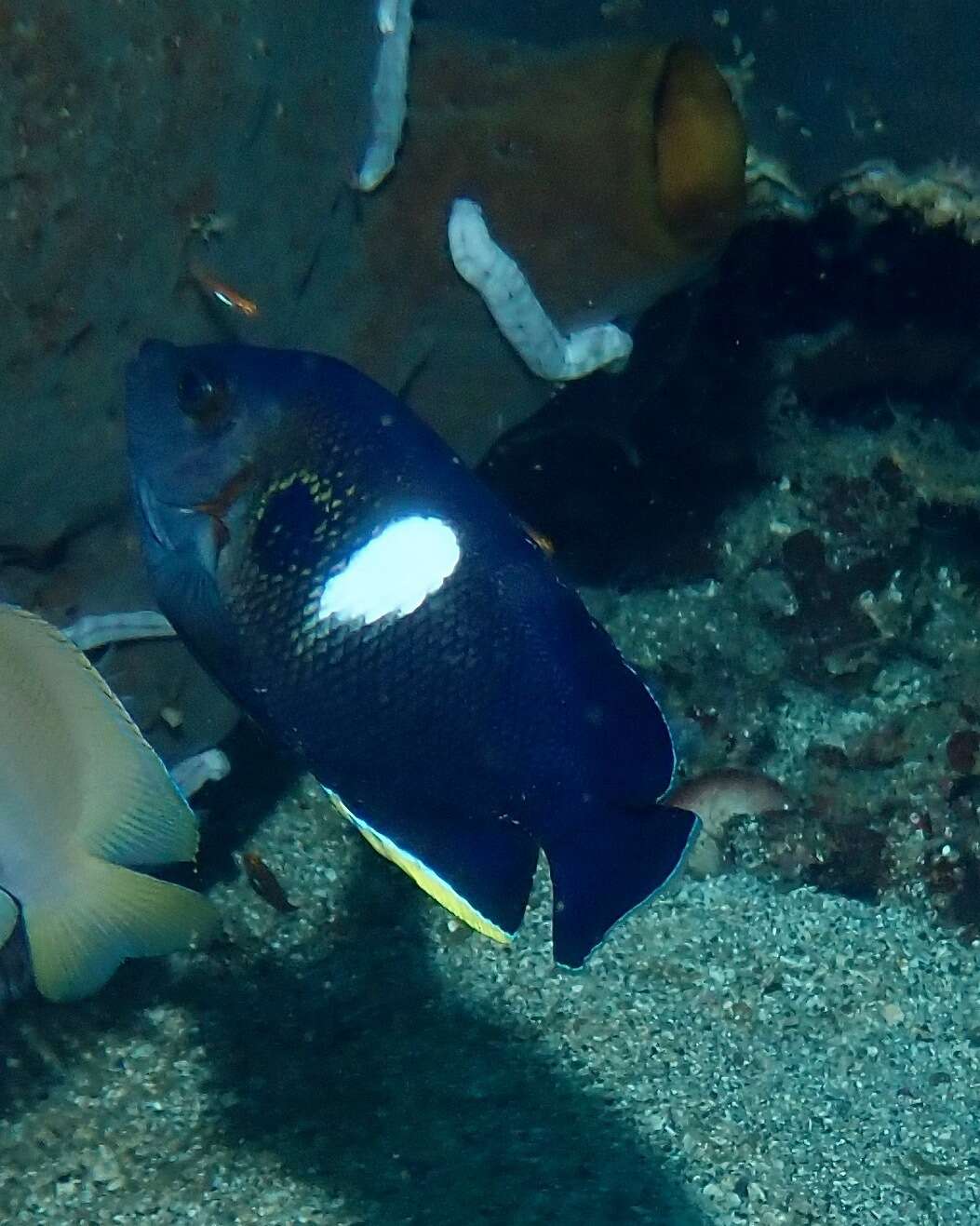 Image of Black Angelfish