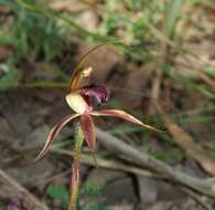 Image of Plain-lip spider orchid