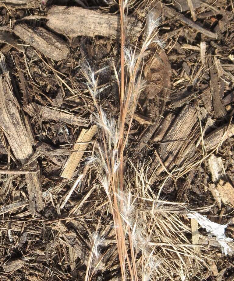 Image de Schizachyrium scoparium (Michx.) Nash