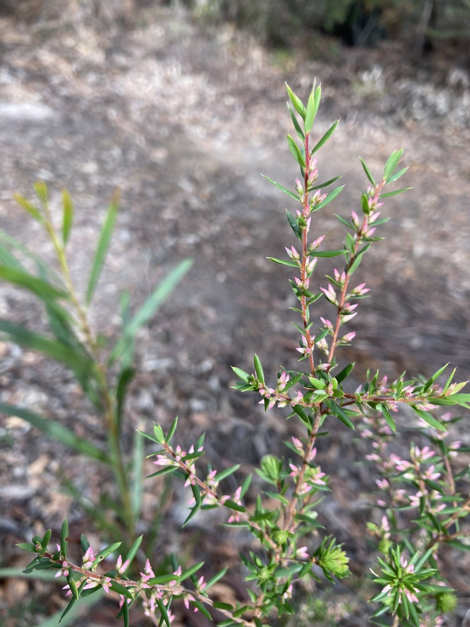 Image of Leucopogon ericoides (Sm.) R. Br.