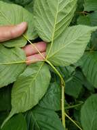 صورة Rubus canadensis L.