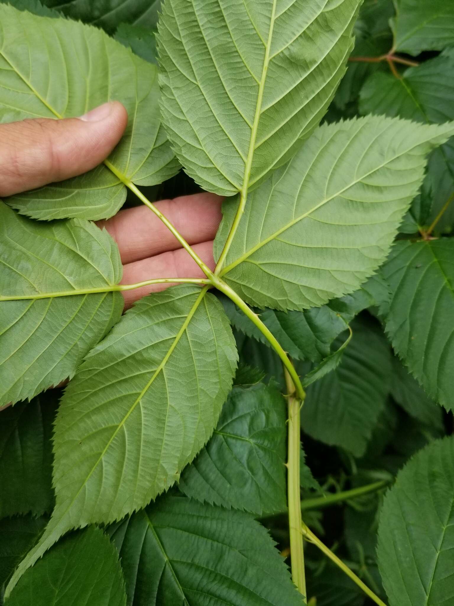 صورة Rubus canadensis L.