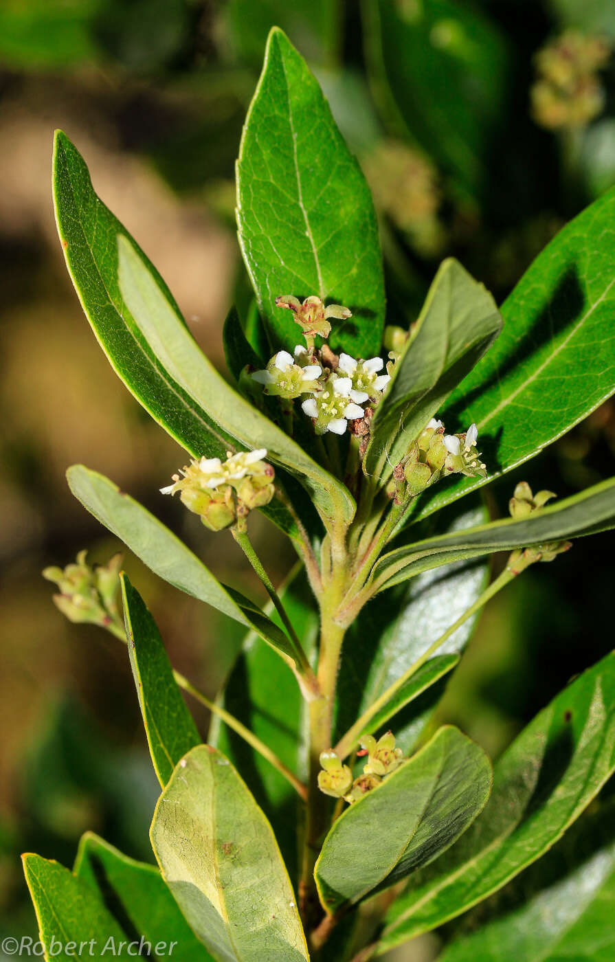 Image of Gerrardina foliosa Oliv.