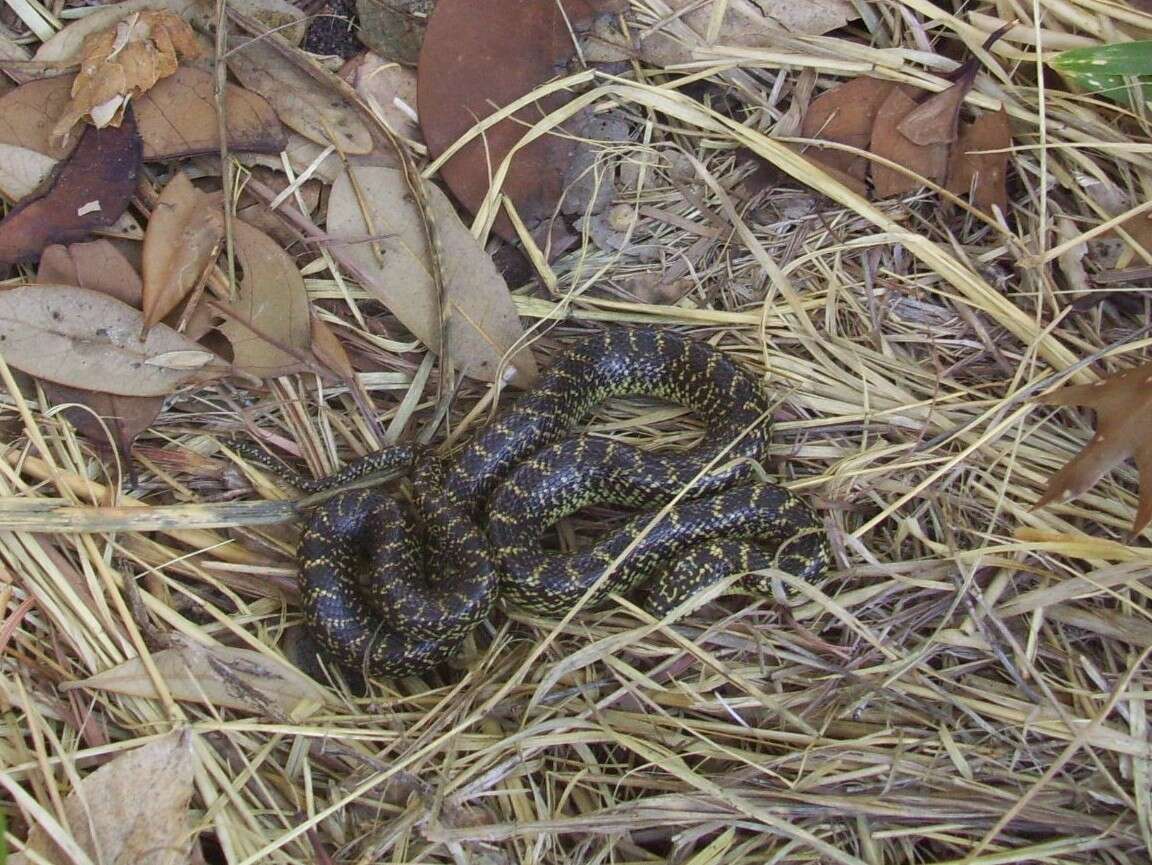 Sivun Lampropeltis holbrooki Stejneger 1902 kuva