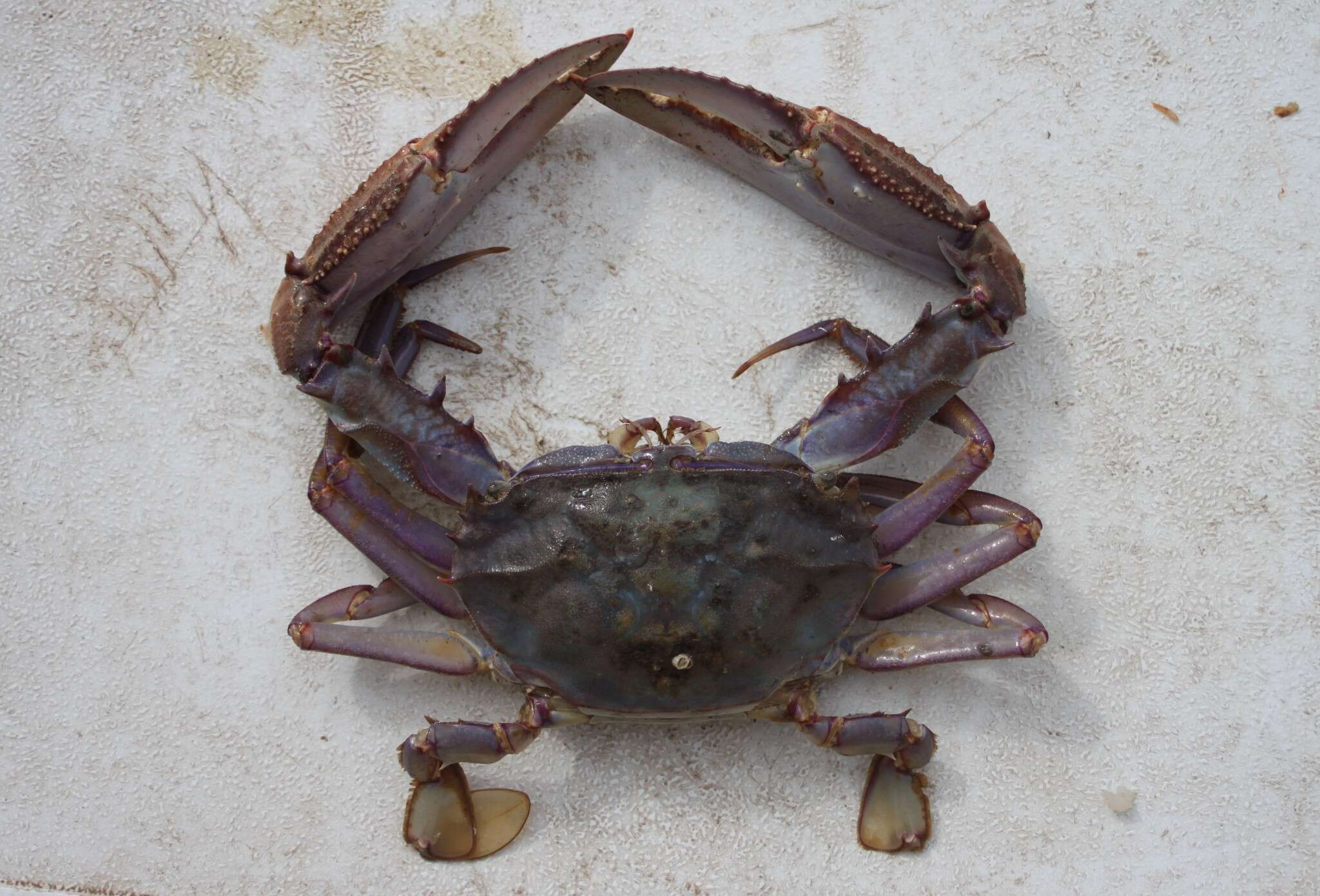 Image of <i>Euphylax robustus</i>